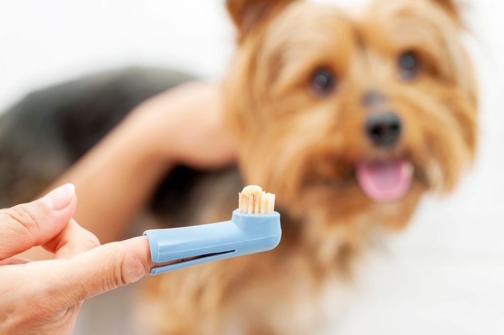 Dog Toothpaste to keep their teeth clean.